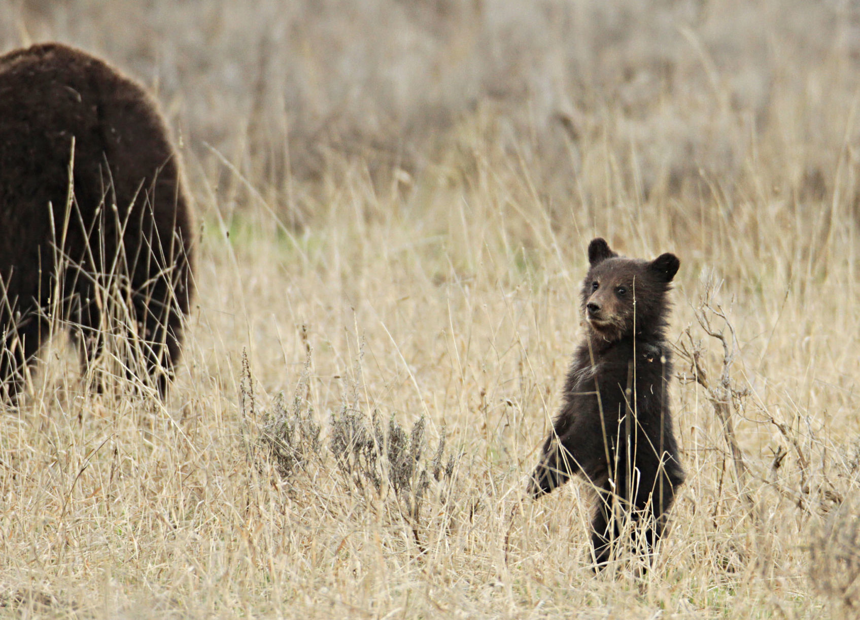 Grizzly cub with sow near Fishing Bridge